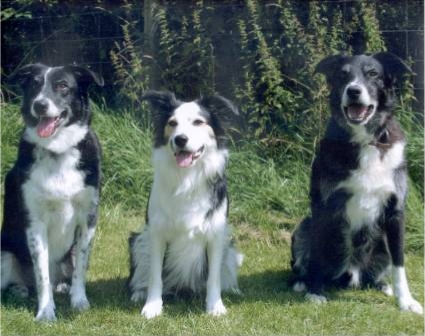 The Family - Left to Right: Josh (Mannanan’s Wild Child), Bea (Mykellnmark’s Silver Lining) and Luke (Gaelic Charm)